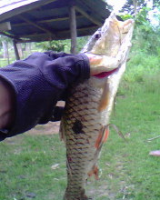 ครั้งแรกครับที่ส่งรูปครับ(กะสูบน้อย)