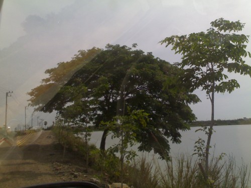 ใหญ่จริง ที่หนอง 7เส้น