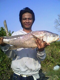 หางกิ่วบางปะกง