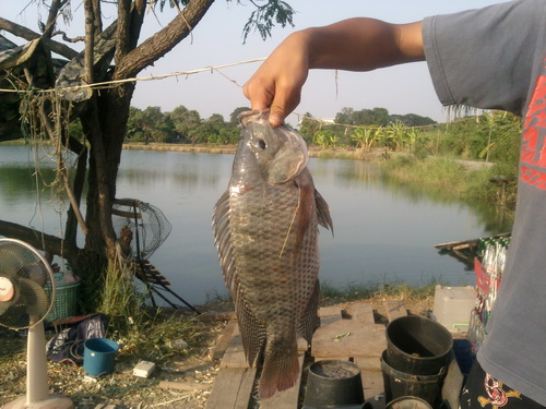 ปลานิล ตัวกิโลขึ้น ทั้งนั้น