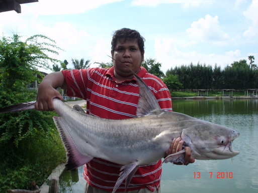 ปลาสวยงาม จากบ่อเจ๊เอ็ง สามโคก