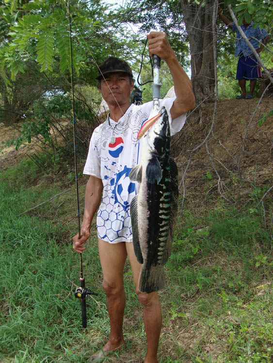 นักล่าไอ้ลาย บุรีรัมย์  04-07/01-08/2010