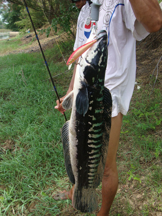 นักล่าไอ้ลาย บุรีรัมย์  04-07/01-08/2010