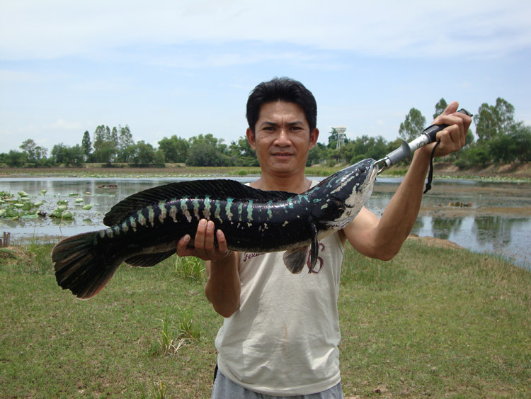 นักล่าไอ้ลาย บุรีรัมย์  04-07/01-08/2010