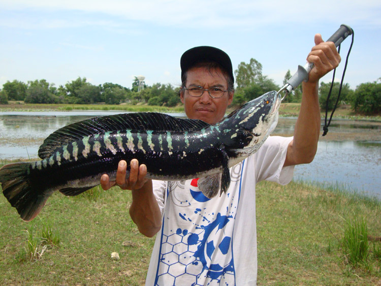 นักล่าไอ้ลาย บุรีรัมย์  04-07/01-08/2010