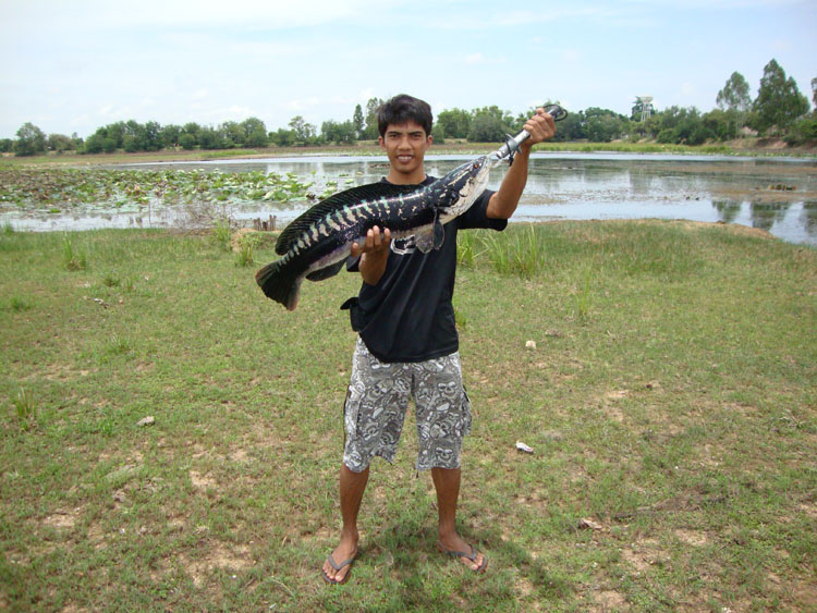 นักล่าไอ้ลาย บุรีรัมย์  04-07/01-08/2010