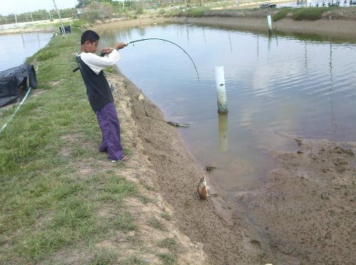 ปลากระพงบ่อพักน้ำฟาร์มกุ้งกุลาดำ