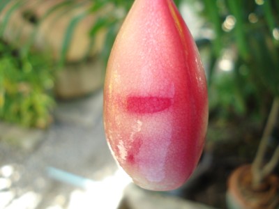 ลองอีกที