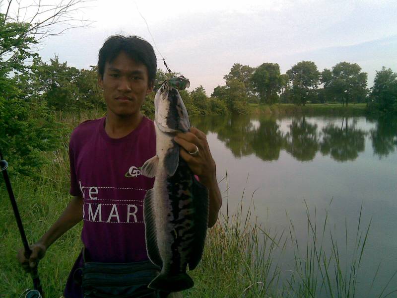 ขออณุญาติ ส่งภาพผลงานเก่าๆ ให้ทุกท่านรับชมครับ