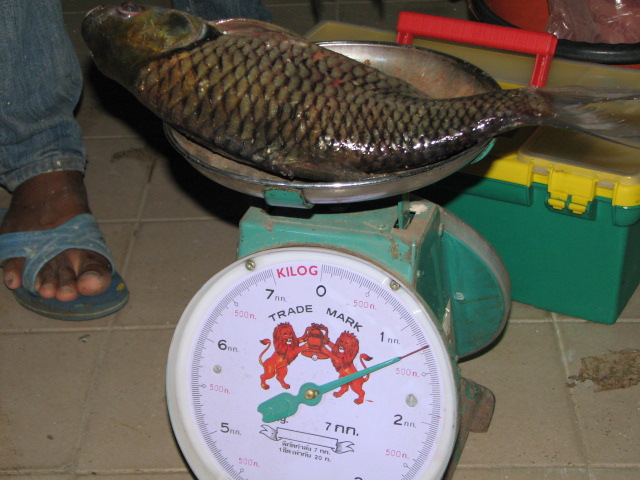 ตะเพียนอ้วนๆ 1.2 kg