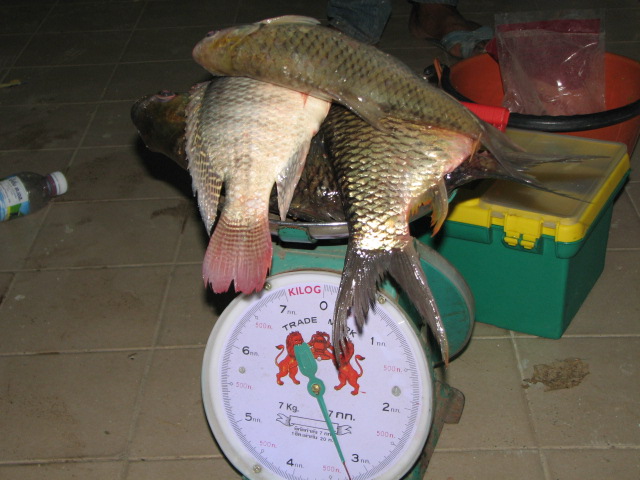 ตะเพียนอ้วนๆ 1.2 kg