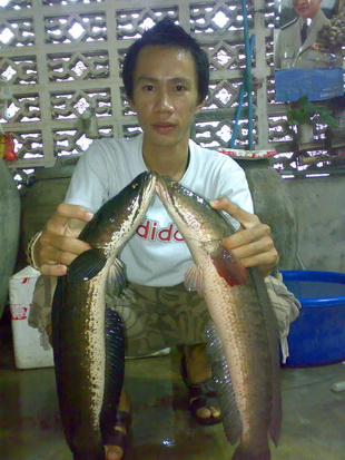 ปา...ปลา..ช่อน