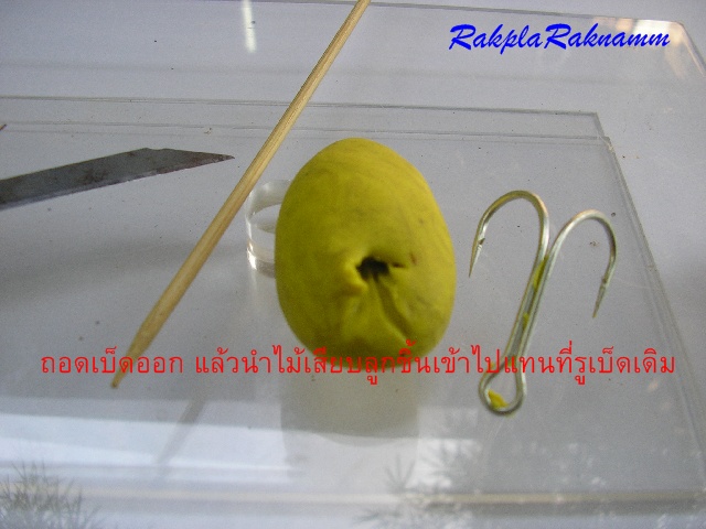 กบยางตามคำขอ(ตอน1)