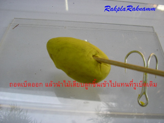 กบยางตามคำขอ(ตอน1)