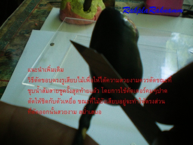 กบยางตามคำขอ(ตอน2)