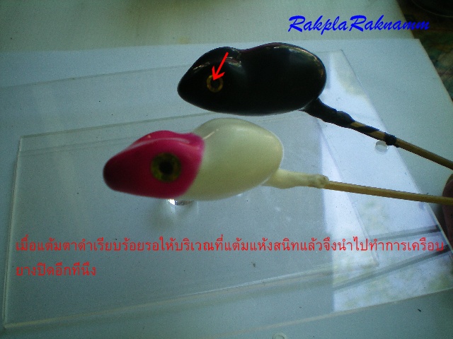 กบยางตามคำขอ(ตอน2)