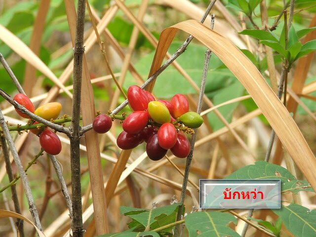 มารู้จักผลไม้อิสานกันดีกว่า