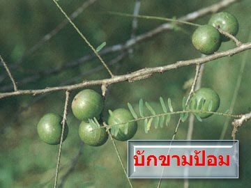มารู้จักผลไม้อิสานกันดีกว่า