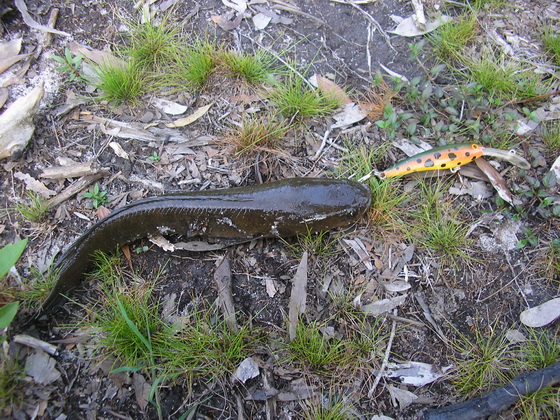 หัดทำครับ(รุ่นต๊ะเอ๋10cm)