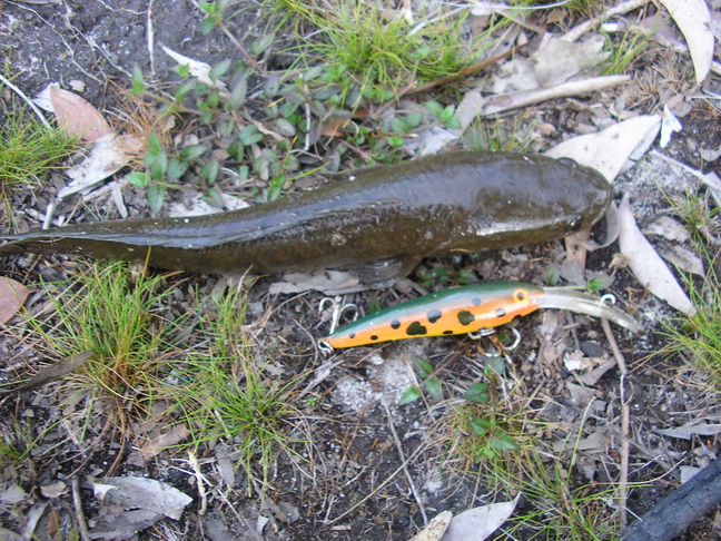 หัดทำครับ(รุ่นต๊ะเอ๋10cm)