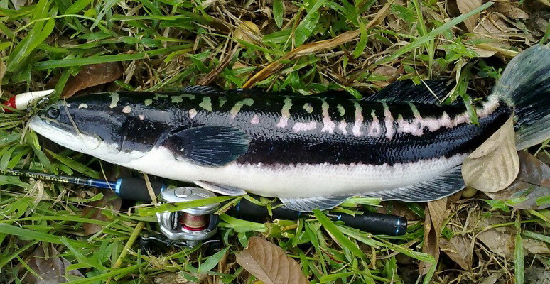 Rapala แตก