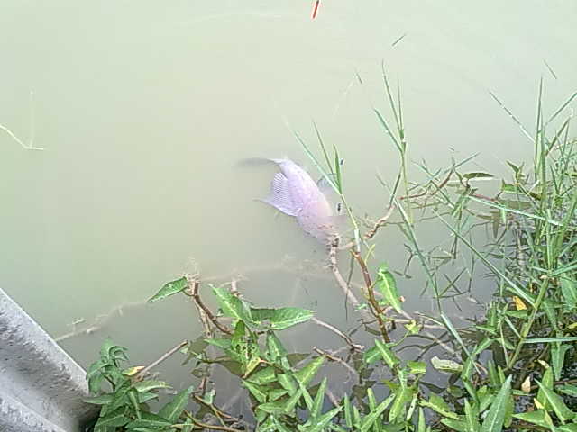 ตกปลาบ่อปลาไทยฟิชชิ่ง(สระบุรี)