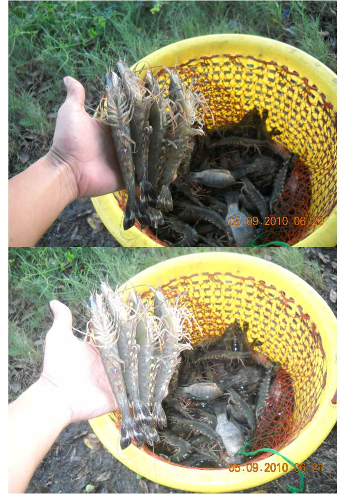 <<<<ตามไปดู!!!  การดัก"กุ้ง!!" >>>>