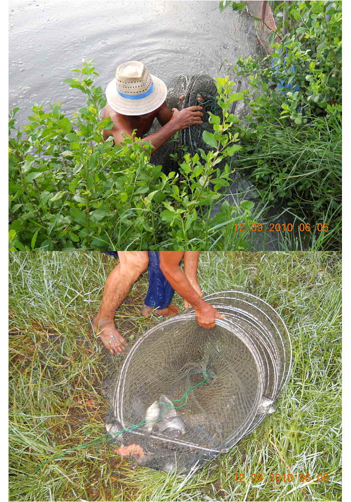 <<<<ตามไปดู!!!  การดัก"กุ้ง!!" >>>>