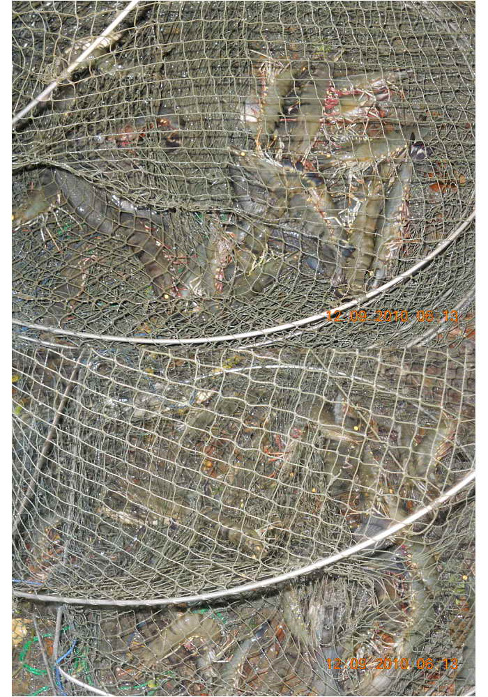 <<<<ตามไปดู!!!  การดัก"กุ้ง!!" >>>>