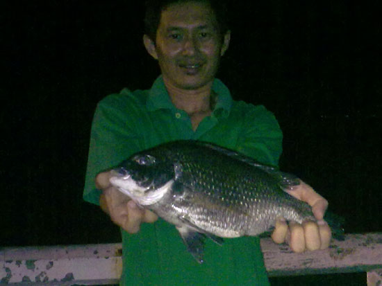 ปลาคุดแหลมแท่นยามค่ำคืน
