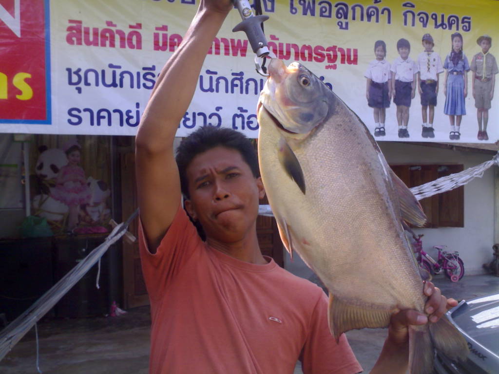 ปลาตัวเท่าเด็ก