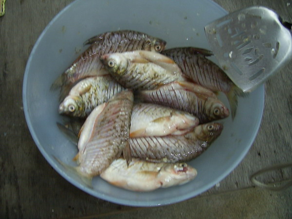 ปลาตะเพียน ที่หนองคัอ ชลบุรีครับ