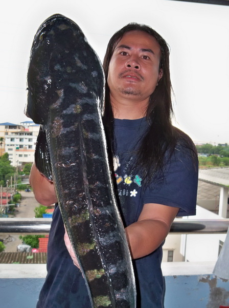 ชะโด เพื่อนผมให้ส่ง
