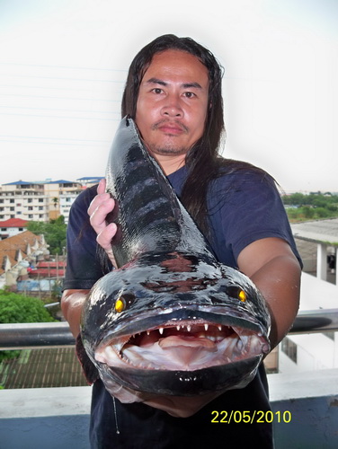 ชะโด เพื่อนผมให้ส่ง