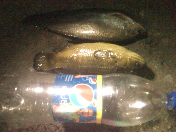 มิตรภาพใหม่ กับ ปลานายแพทย์