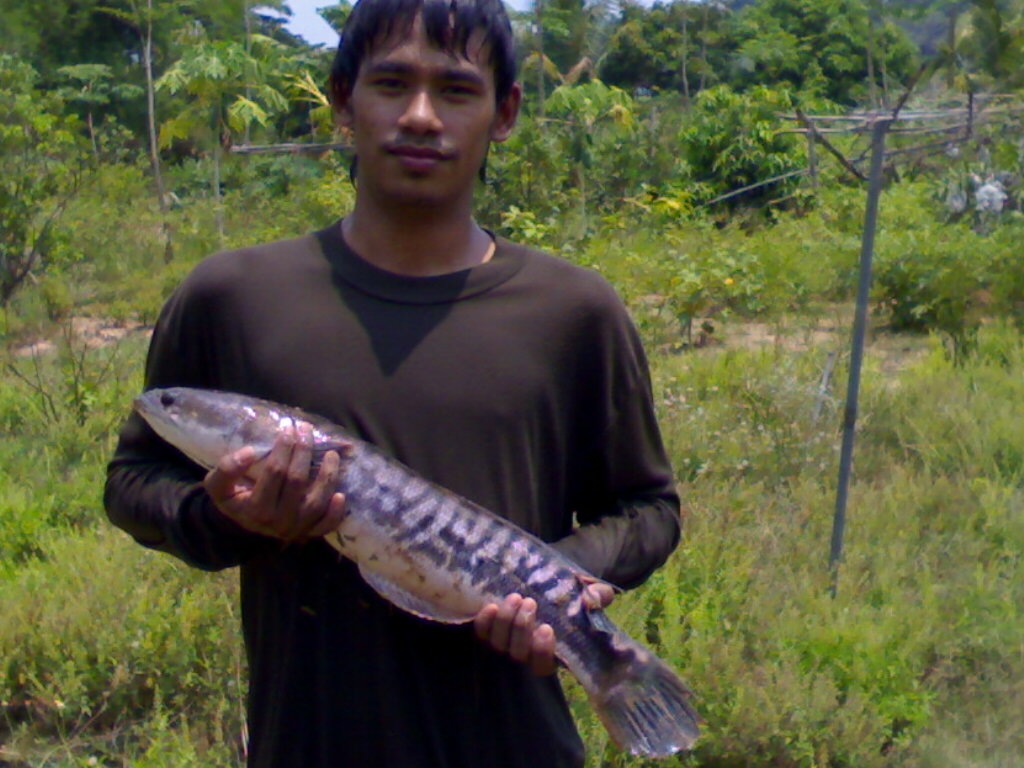 ปลาใหญ่ๆ
