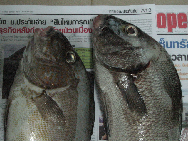 4ชั่วโมงกับเเสมสารยามค่ำคืน