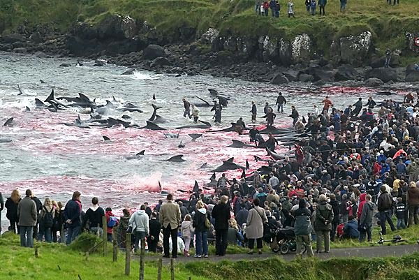 เทศกาล ล่าปลาโลมาและวาฬในประเทศไอซ์แลนด์ นอร์เวย์ 