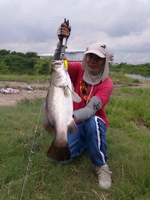 กะพง สี่โล ตัวเดียว