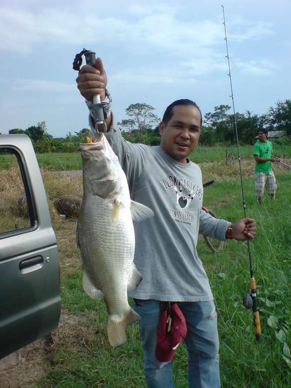 ด่วน...กะพงขัง3-5kg  13 ตุลา นี้ 