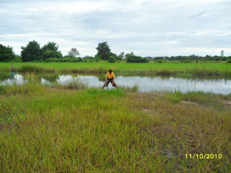 ปลาเก๋ากัดปลาช่อน ท้องนาแถวๆห้วยใหญ่