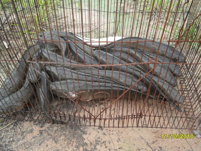 ปลาเก๋ากัดปลาช่อน ท้องนาแถวๆห้วยใหญ่