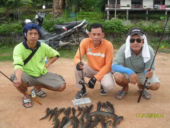 ปลาเก๋ากัดปลาช่อน ท้องนาแถวๆห้วยใหญ่