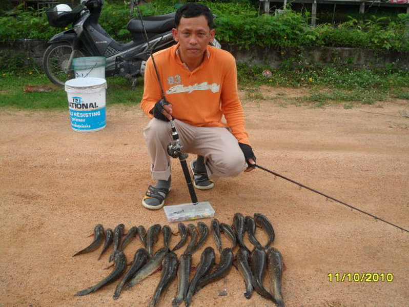 ปลาเก๋ากัดปลาช่อน ท้องนาแถวๆห้วยใหญ่