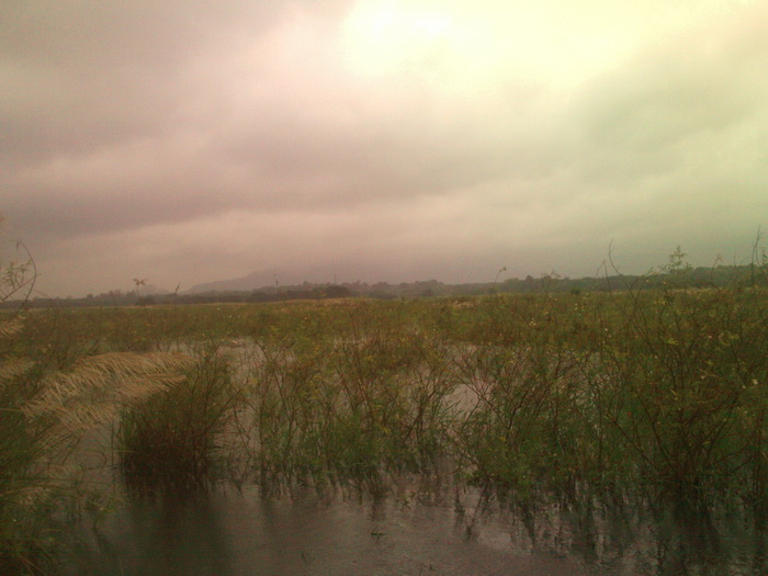 ฝ่ามรสุม ณ  บางพระ  