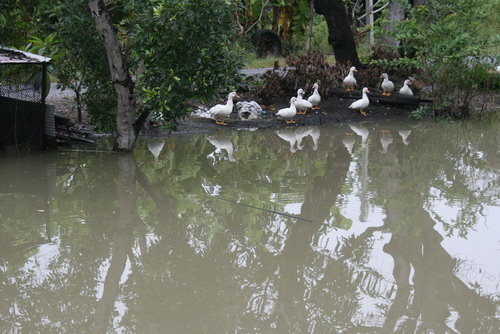 บ่อหน้าบ้าน