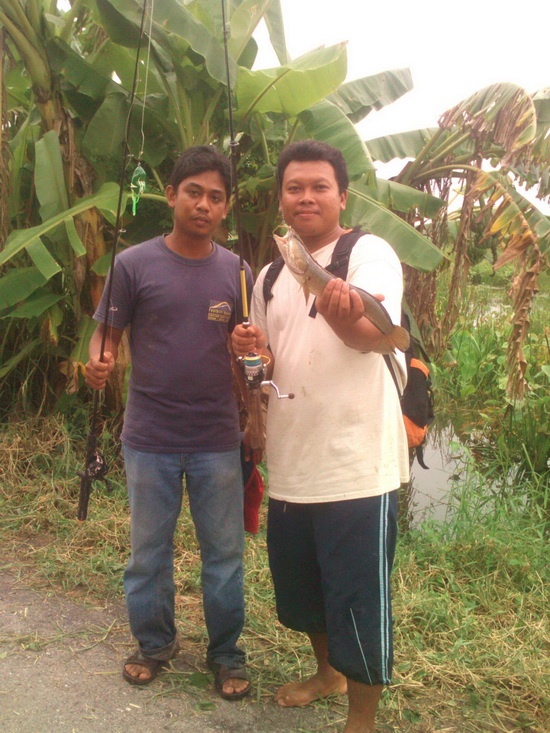 scum frog เขียว คะนองนา