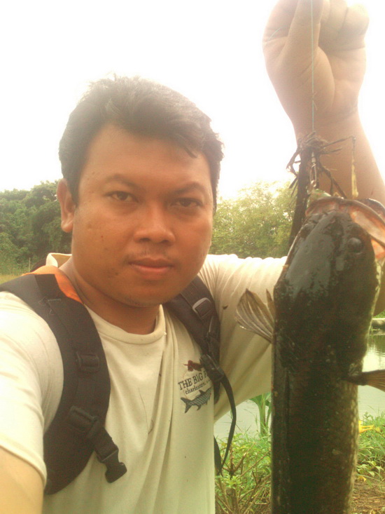 scum frog เขียว คะนองนา
