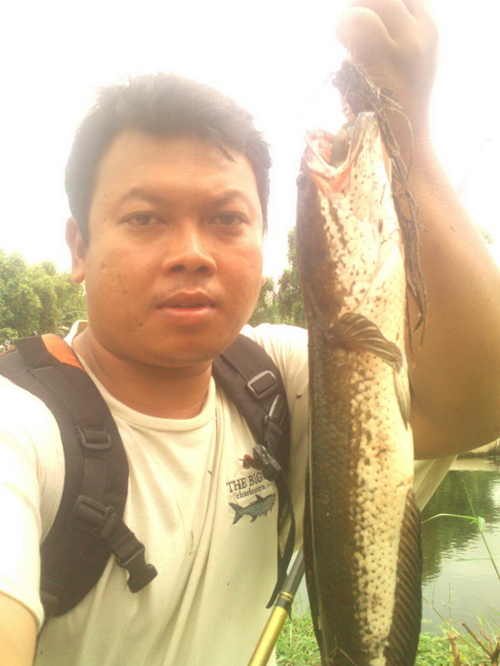 scum frog เขียว คะนองนา