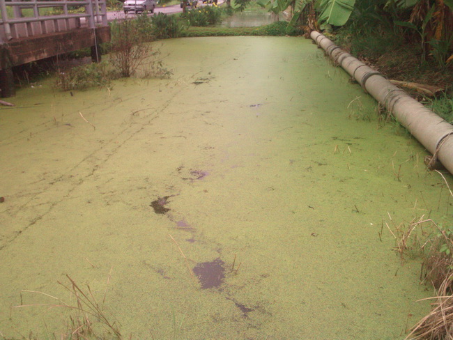 scum frog ขาว ณ ริมทาง